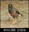 برای دیدن سایز بزرگ روی عکس کلیک کنید

نام:  common-myna-india-2007.jpg
مشاهده: 1711
حجم:  130.5 کیلوبایت