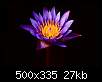 برای دیدن سایز بزرگ روی عکس کلیک کنید

نام:  purple_lotus_flower.jpg
مشاهده: 104
حجم:  27.4 کیلوبایت