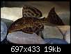 برای دیدن سایز بزرگ روی عکس کلیک کنید

نام:  catfish_3.jpg
مشاهده: 112
حجم:  19.2 کیلوبایت