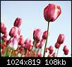 برای دیدن سایز بزرگ روی عکس کلیک کنید

نام:  tulips5.jpg
مشاهده: 31
حجم:  107.5 کیلوبایت
