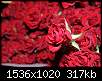 برای دیدن سایز بزرگ روی عکس کلیک کنید

نام:  red-rose-flower-wallpaper-8.jpg
مشاهده: 193
حجم:  317.1 کیلوبایت