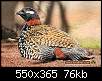 برای دیدن سایز بزرگ روی عکس کلیک کنید

نام:  Black-Francolin5-f27380fba1.jpg
مشاهده: 196
حجم:  75.9 کیلوبایت