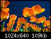 برای دیدن سایز بزرگ روی عکس کلیک کنید

نام:  tulips1.jpg
مشاهده: 49
حجم:  109.2 کیلوبایت