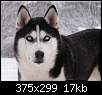 برای دیدن سایز بزرگ روی عکس کلیک کنید

نام:  Siberian-Husky-120.jpg
مشاهده: 178
حجم:  16.7 کیلوبایت