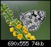 برای دیدن سایز بزرگ روی عکس کلیک کنید

نام:  butterfly-on-the-flower.jpg
مشاهده: 35
حجم:  74.2 کیلوبایت