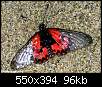 برای دیدن سایز بزرگ روی عکس کلیک کنید

نام:  red_clear-wing_butterfly-0157.jpg
مشاهده: 32
حجم:  96.3 کیلوبایت