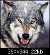 برای دیدن سایز بزرگ روی عکس کلیک کنید

نام:  Wolf1001.jpg
مشاهده: 89
حجم:  21.6 کیلوبایت