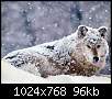 برای دیدن سایز بزرگ روی عکس کلیک کنید

نام:  Wolf1019.jpg
مشاهده: 72
حجم:  95.9 کیلوبایت