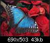 برای دیدن سایز بزرگ روی عکس کلیک کنید

نام:  cuuuuteeee-butterfly1.jpg
مشاهده: 28
حجم:  42.9 کیلوبایت