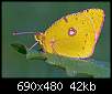 برای دیدن سایز بزرگ روی عکس کلیک کنید

نام:  yellow-butterfly.jpg
مشاهده: 35
حجم:  41.5 کیلوبایت