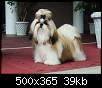 برای دیدن سایز بزرگ روی عکس کلیک کنید

نام:  Shih tzu_4.jpg
مشاهده: 739
حجم:  39.3 کیلوبایت