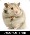 برای دیدن سایز بزرگ روی عکس کلیک کنید

نام:  470_hamster_000.jpg
مشاهده: 37
حجم:  18.3 کیلوبایت