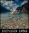 برای دیدن سایز بزرگ روی عکس کلیک کنید

نام:  Swan_22.jpg
مشاهده: 71
حجم:  144.7 کیلوبایت