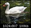 برای دیدن سایز بزرگ روی عکس کلیک کنید

نام:  Swan_34.jpg
مشاهده: 52
حجم:  99.7 کیلوبایت