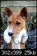 برای دیدن سایز بزرگ روی عکس کلیک کنید

نام:  basenji2.jpg
مشاهده: 47
حجم:  25.1 کیلوبایت