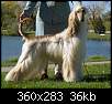 برای دیدن سایز بزرگ روی عکس کلیک کنید

نام:  afghan_hound9.jpg
مشاهده: 43
حجم:  35.9 کیلوبایت