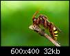 برای دیدن سایز بزرگ روی عکس کلیک کنید

نام:  Insects_06.jpg
مشاهده: 29
حجم:  32.5 کیلوبایت