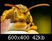 برای دیدن سایز بزرگ روی عکس کلیک کنید

نام:  Insects_07.jpg
مشاهده: 52
حجم:  42.1 کیلوبایت