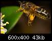برای دیدن سایز بزرگ روی عکس کلیک کنید

نام:  Insects_16.jpg
مشاهده: 31
حجم:  43.2 کیلوبایت