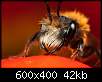 برای دیدن سایز بزرگ روی عکس کلیک کنید

نام:  Insects_17.jpg
مشاهده: 29
حجم:  41.6 کیلوبایت
