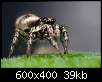 برای دیدن سایز بزرگ روی عکس کلیک کنید

نام:  Insects_19.jpg
مشاهده: 39
حجم:  39.5 کیلوبایت
