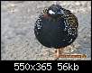 برای دیدن سایز بزرگ روی عکس کلیک کنید

نام:  Black-Francolin6-269e729209.jpg
مشاهده: 118
حجم:  55.9 کیلوبایت