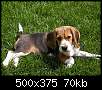 برای دیدن سایز بزرگ روی عکس کلیک کنید

نام:  beagle6.jpg
مشاهده: 47
حجم:  70.4 کیلوبایت