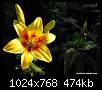 برای دیدن سایز بزرگ روی عکس کلیک کنید

نام:  yellow-lilium-flower.jpg
مشاهده: 144
حجم:  474.2 کیلوبایت