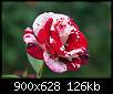 برای دیدن سایز بزرگ روی عکس کلیک کنید

نام:  underexpose_flower-11357662.jpg
مشاهده: 52
حجم:  126.2 کیلوبایت