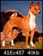 برای دیدن سایز بزرگ روی عکس کلیک کنید

نام:  basenji8.jpg
مشاهده: 48
حجم:  39.8 کیلوبایت