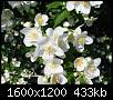 برای دیدن سایز بزرگ روی عکس کلیک کنید

نام:  Jasmine_flowers_190605_kpjas.jpg
مشاهده: 32
حجم:  433.0 کیلوبایت