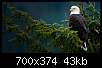 برای دیدن سایز بزرگ روی عکس کلیک کنید

نام:  Bald-Eagle-b.jpg
مشاهده: 180
حجم:  43.2 کیلوبایت