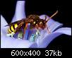 برای دیدن سایز بزرگ روی عکس کلیک کنید

نام:  Insects_08.jpg
مشاهده: 25
حجم:  37.2 کیلوبایت