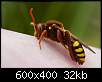 برای دیدن سایز بزرگ روی عکس کلیک کنید

نام:  Insects_10.jpg
مشاهده: 29
حجم:  31.8 کیلوبایت