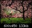 برای دیدن سایز بزرگ روی عکس کلیک کنید

نام:  cherry-blossoms-japan-cook-jenshel_65142_990x742.jpg
مشاهده: 70
حجم:  132.8 کیلوبایت