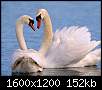 برای دیدن سایز بزرگ روی عکس کلیک کنید

نام:  birds_1004_b.jpg
مشاهده: 119
حجم:  151.8 کیلوبایت