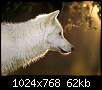 برای دیدن سایز بزرگ روی عکس کلیک کنید

نام:  Wolf1018.jpg
مشاهده: 63
حجم:  61.7 کیلوبایت