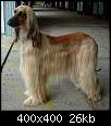 برای دیدن سایز بزرگ روی عکس کلیک کنید

نام:  afghan_hound2.jpg
مشاهده: 51
حجم:  25.8 کیلوبایت