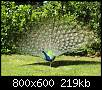 برای دیدن سایز بزرگ روی عکس کلیک کنید

نام:  1361434649-1361429143-peacock-images.jpg
مشاهده: 73
حجم:  218.9 کیلوبایت