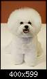 برای دیدن سایز بزرگ روی عکس کلیک کنید

نام:  bichon-Frise8.jpg
مشاهده: 65
حجم:  17.1 کیلوبایت