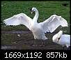برای دیدن سایز بزرگ روی عکس کلیک کنید

نام:  367Swan_spreads_wings_arp.jpg
مشاهده: 63
حجم:  857.1 کیلوبایت