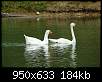 برای دیدن سایز بزرگ روی عکس کلیک کنید

نام:  Goose_and_Swan.jpg
مشاهده: 105
حجم:  184.1 کیلوبایت