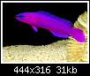 برای دیدن سایز بزرگ روی عکس کلیک کنید

نام:  tn_pseudochromis1_jpg.jpg
مشاهده: 119
حجم:  31.2 کیلوبایت
