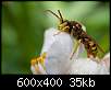 برای دیدن سایز بزرگ روی عکس کلیک کنید

نام:  Insects_05.jpg
مشاهده: 32
حجم:  35.3 کیلوبایت
