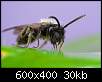 برای دیدن سایز بزرگ روی عکس کلیک کنید

نام:  Insects_14.jpg
مشاهده: 33
حجم:  29.7 کیلوبایت
