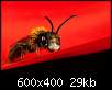 برای دیدن سایز بزرگ روی عکس کلیک کنید

نام:  Insects_15.jpg
مشاهده: 30
حجم:  29.0 کیلوبایت