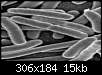 برای دیدن سایز بزرگ روی عکس کلیک کنید

نام:  Bakteri pic.jpg
مشاهده: 37
حجم:  15.2 کیلوبایت