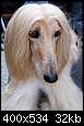 برای دیدن سایز بزرگ روی عکس کلیک کنید

نام:  afghan_hound10.JPG
مشاهده: 74
حجم:  32.5 کیلوبایت