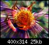 برای دیدن سایز بزرگ روی عکس کلیک کنید

نام:  normal_flowers-persianv-photo_(28).jpg
مشاهده: 44
حجم:  24.7 کیلوبایت