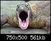 برای دیدن سایز بزرگ روی عکس کلیک کنید

نام:  komodo-dragon-003.jpg
مشاهده: 102
حجم:  561.3 کیلوبایت